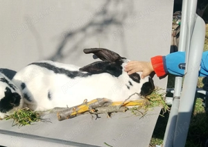 Pereche Fluture German - imagine 4