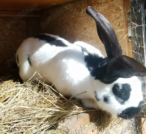 Pereche Fluture German - imagine 5