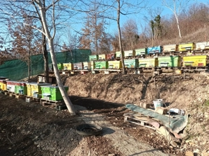 vand famili de albine