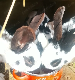 Pui Fluture German - imagine 2