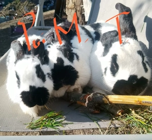 Pui Fluture German - imagine 3