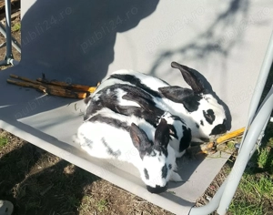 Pui Fluture German - imagine 4