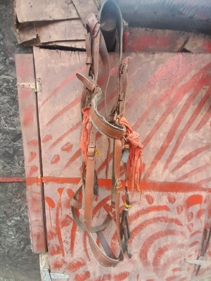 ham de vânzare  - imagine 5