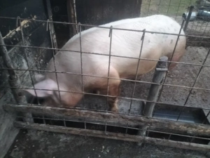 Scroafa primipară (nemontată)!