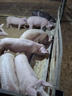 vand purcei de rasa - imagine 3