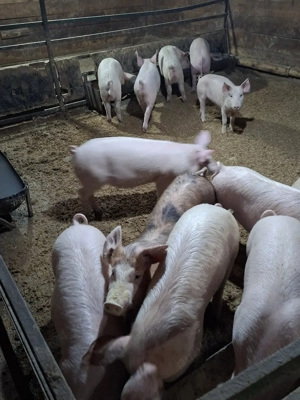 vand purcei de rasa - imagine 5