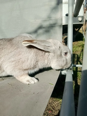 Iepuroi de casa - imagine 3