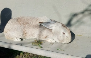 Iepuroi de casa - imagine 2