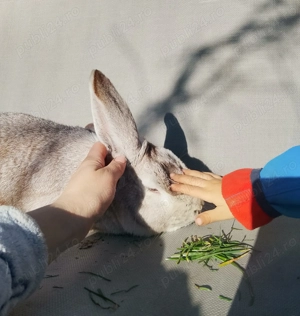 Iepuroi de casa - imagine 4