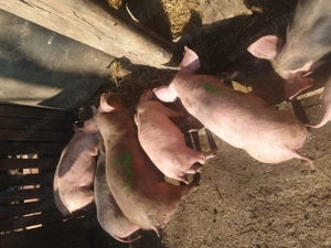 Purcei de vânzare 2 luni 450 lei bucata  - imagine 2