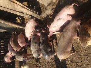 Purcei de vânzare 2 luni 450 lei bucata  - imagine 5