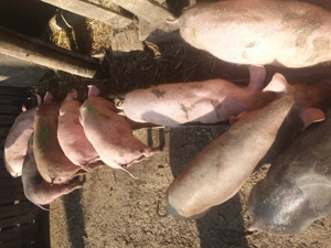 Purcei de vânzare 2 luni 450 lei bucata  - imagine 3