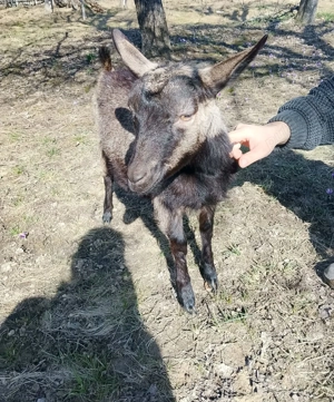 Ieduta de alpina franceza - imagine 2