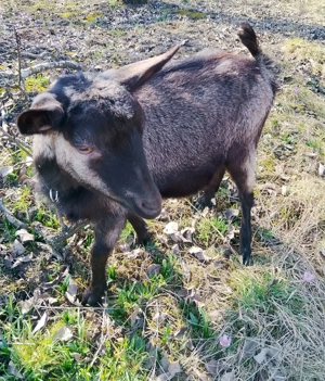 Ieduta de alpina franceza - imagine 3