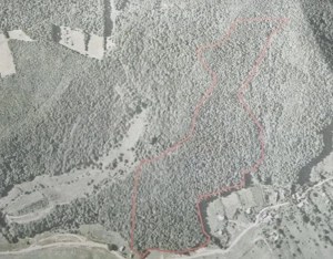 Vând 13,74 ha. de pădure!