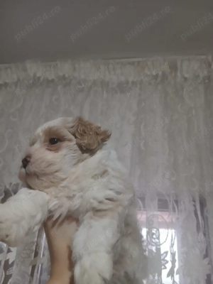 cățel bichon de vânzare - imagine 4