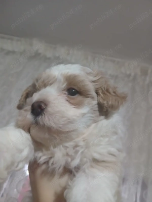 cățel bichon de vânzare - imagine 2