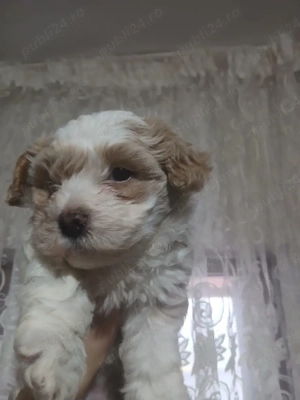 cățel bichon de vânzare