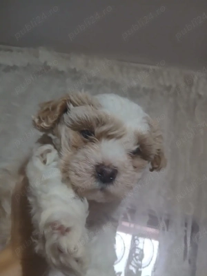 cățel bichon de vânzare - imagine 5
