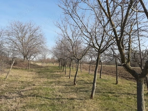 Vând teren cu livadă   0,58 ha. - imagine 4