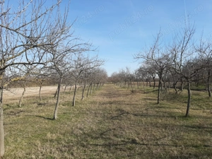 Vând teren cu livadă   0,58 ha. - imagine 5