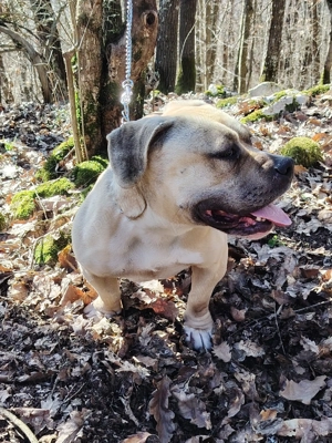 Disponibilă femelă de american bully pocket  - imagine 2