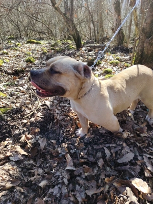  Schimb cățelușă de american bully pocket 