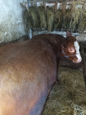 vitea metis angus - imagine 2