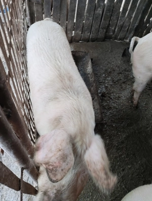 Vând porcii  - imagine 2