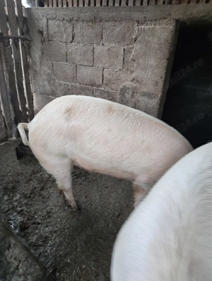 Vând porcii  - imagine 3