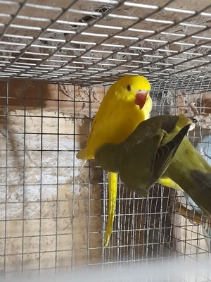 pasari exotice - imagine 4