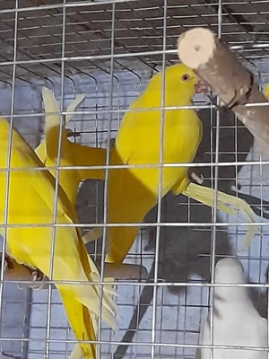 pasari exotice - imagine 2