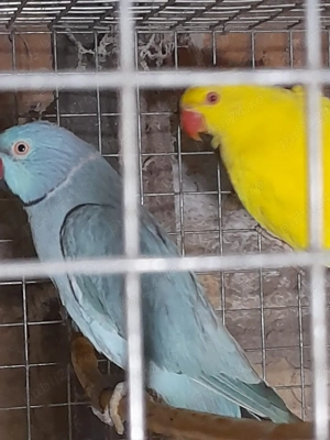 pasari exotice - imagine 3