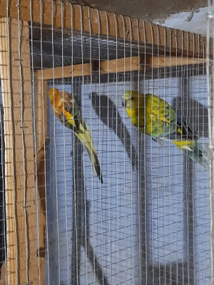 pasari exotice - imagine 2