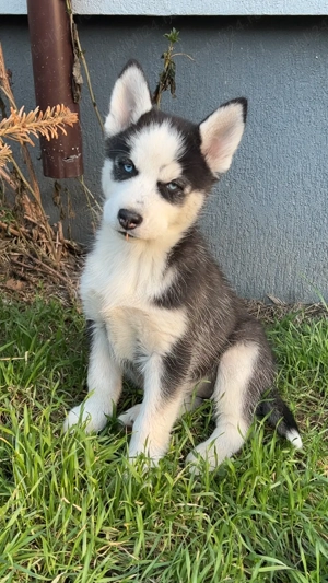 Pui husky siberian