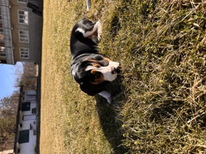 Donez Câine Beagle iubăreț (un cadou minunat de Paște )