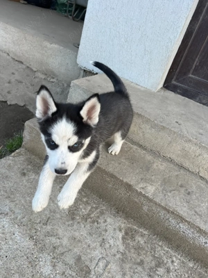 Pui husky siberian - imagine 3