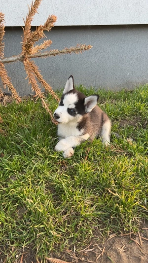 Pui husky siberian - imagine 5