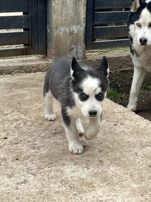 Pui husky siberian - imagine 2