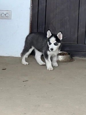 Pui husky siberian - imagine 4