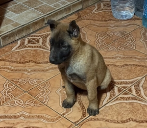 Femela ciobanesc belgian Malinois (pui)