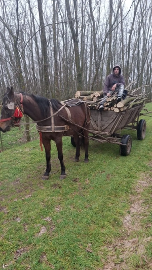 Vând urgent Iapă - imagine 2