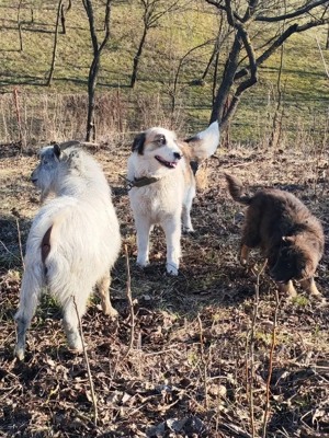 Ciobănesc pentru animale 