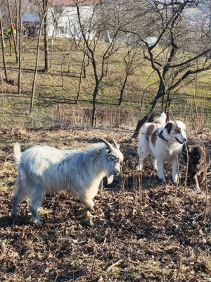 Ciobănesc pentru animale  - imagine 3