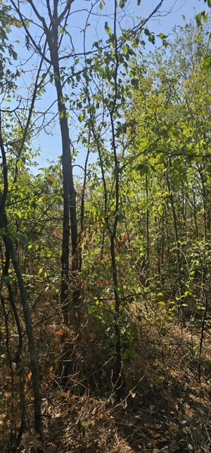 Teren plus casa de vânzare sat.Canpeni.com.Pielesti - imagine 2