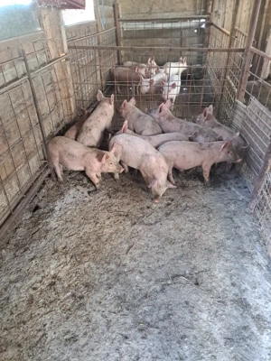 vind 16 purcelași frumosi