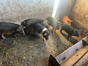 Porci mangalita, bazna, duroc - imagine 4