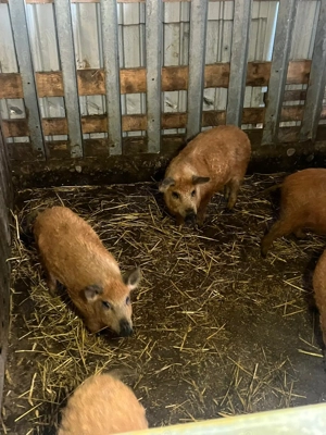 Porci mangalita, bazna, duroc - imagine 3