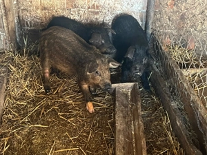 Porci mangalita, bazna, duroc