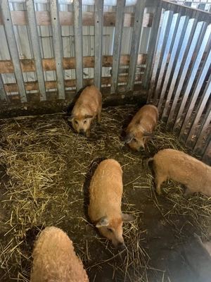 Porci mangalita, bazna, duroc - imagine 2